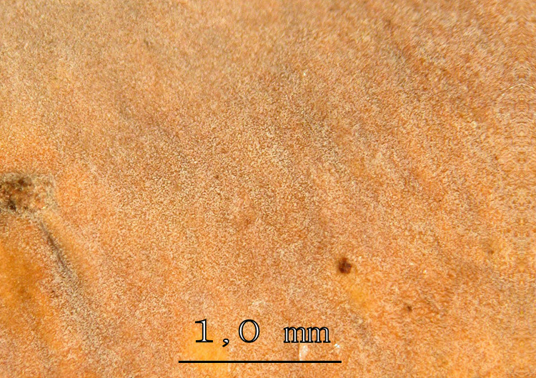 RitrovamentoAdel18.11.11sotto Quercia(Xylobolus subpileatus)